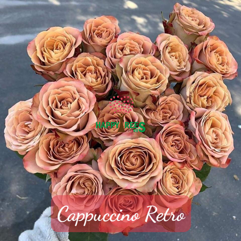 Cappuccino Rose