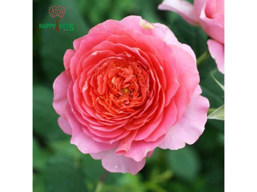 Chi tiết hơn 78 về amandine chanel rose hay nhất