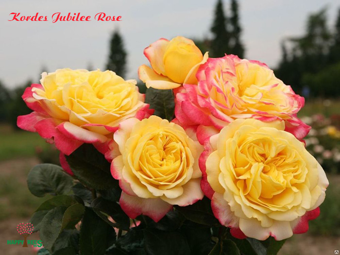 Kordes Jubilee Rose: Sự kết hợp giữa màu vàng và cam ấn tượng của Kordes Jubilee Rose sẽ đưa bạn vào một thế giới hoa hồng đầy sắc màu. Không chỉ đẹp mắt, loài hoa này còn mang lại cảm giác thư thái và hạnh phúc khi đắm mình trong thiên nhiên.