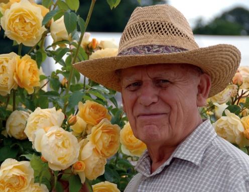 Top 123+ vườn hoa hồng david austin