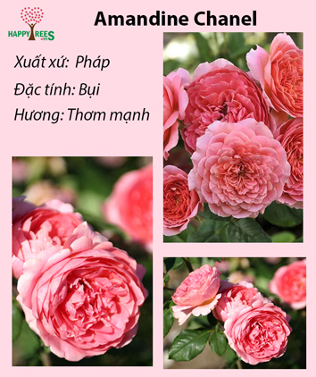 Cây hoa hồng leo pháp amadine chanel  Shopee Việt Nam