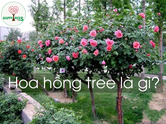 hoa hồng dáng tree