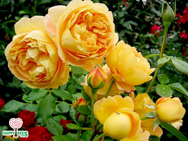hoa hồng golden calebration