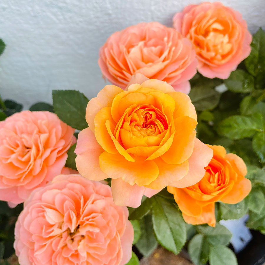 hoa hồng tezza cam vàng