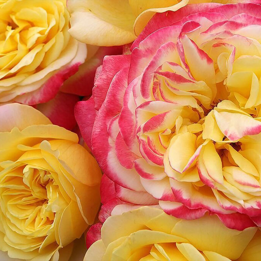 hoa hồng ngoại đẹp