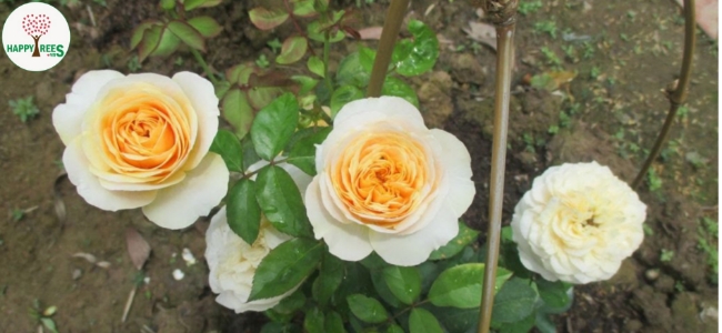 hoa hồng juliet