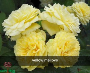 hoa hong ngoai yellow meilove