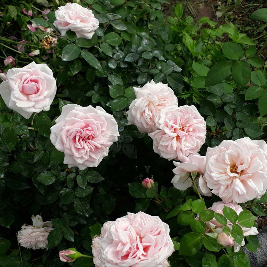 hoa hồng chậm héo