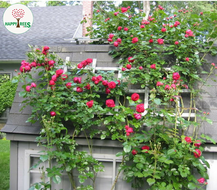 Hoa hồng Red Eden: Hoa hồng Red Eden là một giống hoa hồng đẹp với màu đỏ nổi bật và hương thơm quyến rũ. Với mỗi bông hoa tròn đầy, Red Eden thật sự là một tác phẩm của nghệ thuật thiên nhiên. Hãy ngắm nhìn hình ảnh và cảm nhận vẻ đẹp tuyệt vời của hoa.
