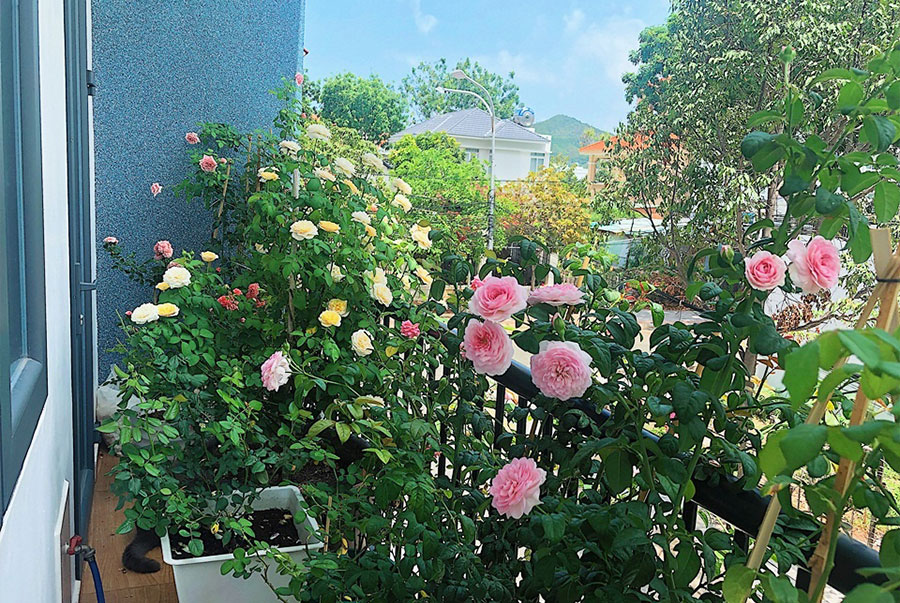 ở chung cư có trồng được hoa hồng không
