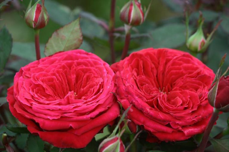 hoa hồng trồng dịp cuối năm